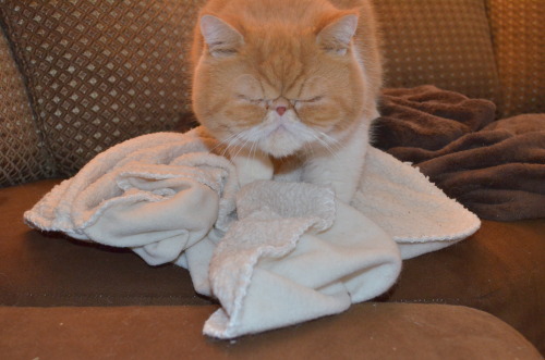 chestersmooshyface:  Chester and his ŭ.00 Petco fleecy blankie. 
