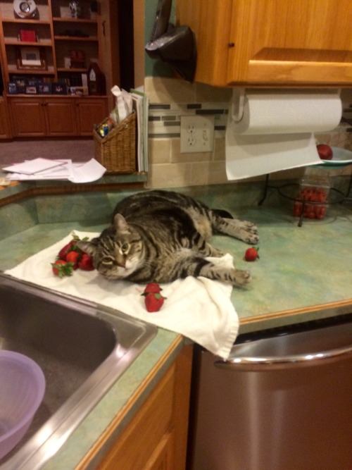 chubbycattumbling:He tries to eat the green tops of strawberries when we’re not looking