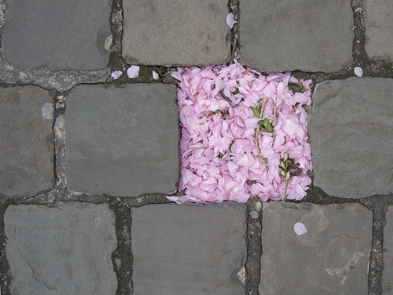 paletages:  Pale Blog ♢