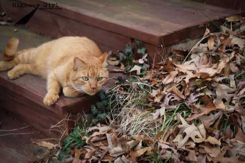 highwaygirlphotography:I take a lot of pictures of cats.