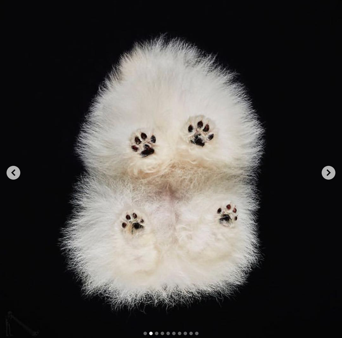 babyanimalgifs: I am morally opposed to there being glass between me an these puppies