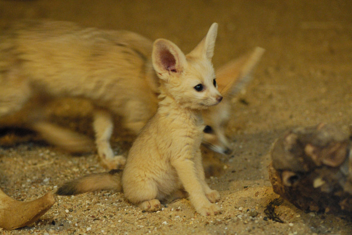 dynastylnoire:  s0ulonfire:  still crying over foxes over here  pokemon are real
