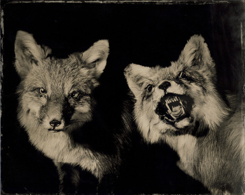 Mary Frey aka Mary E. Frey (American, b. 1948, USA) - 1: Two Foxes  2: Virginia Opossum  3: Barn Owl