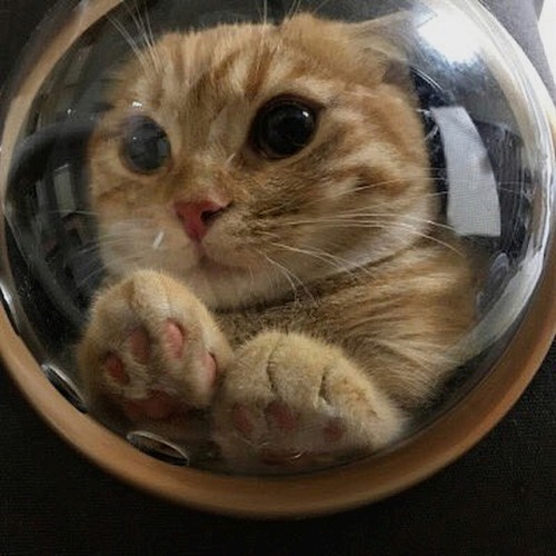 jillthecrazy1:MEOWJOR TOMSpace catdet