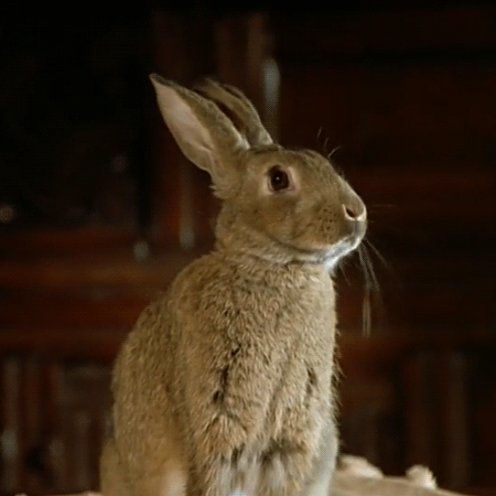 haldered:  The World of Peter Rabbit and Friends1992-1995