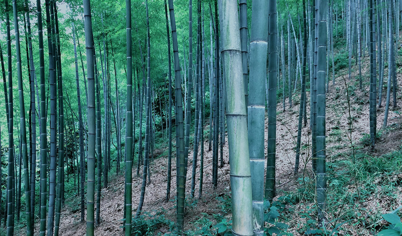 宜兴竹海Bamboo forest, Yixing, China by 梅鹿君