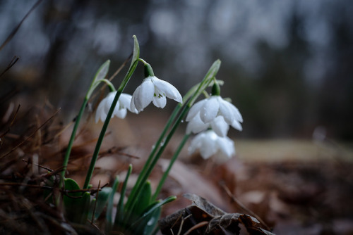 The flowers of winter - such a welcome sight !