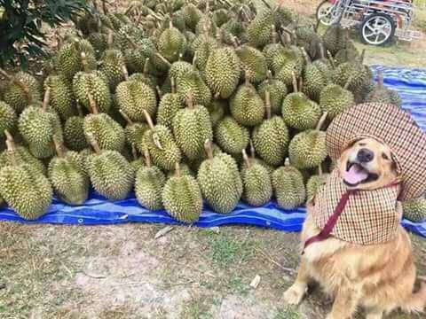 awwww-cute:  Good Boi Selling Fruits (Source: https://ift.tt/2Me8bGr)