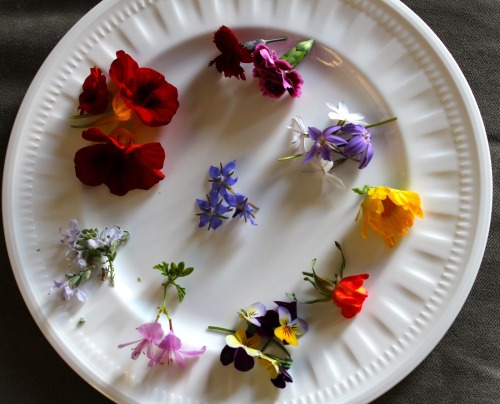 morigrrl:Edible flowers (clockwise from top): Dianthus, Star flower, Calendula, Rose, Viola, scented
