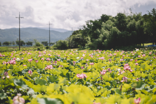 2021-07-17Canon EOS R6 + RF85mm f1.2LInstagram  |  hwantastic79vivid