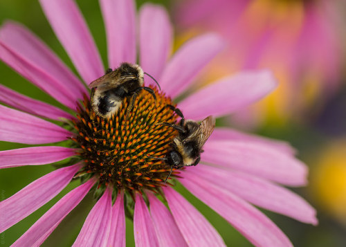 manadhphotography:Bee Friends ^-^ // 02 08 14 on Flickr.214 // 365facebook // blog // website