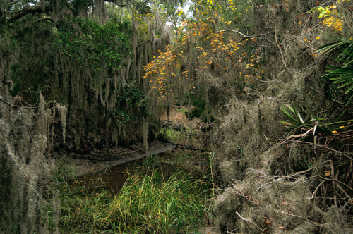 Overgrowth by dotstephanie on Flickr.