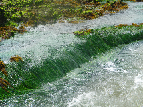 naturenymph69:water flowing over moss covered rocks 