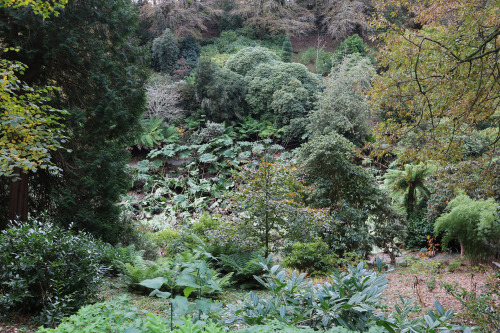 agavex-photography: Trebah Garden, Cornwall.November 2019