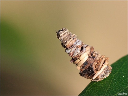 end0skeletal:  monotreme-dream:  Bagworm Moth caterpillars collect little twigs and cut them off to construct elaborate tiny log houses to live in (photos: Melvyn Yeo, Nick Bay)  There are 1350 species of bagworms found throughout the world! As soon as