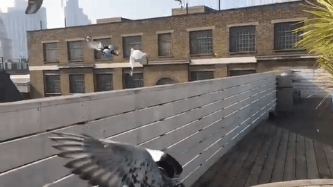 A pigeon pollution patrol is flying around London wearing tiny backpacks