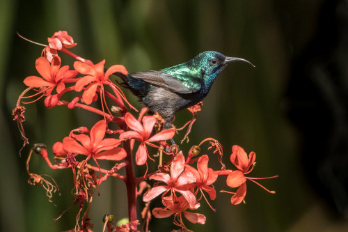birds-and-flowers:Palestine Sunbird (Cinnyris osea) © Katya Rudnev