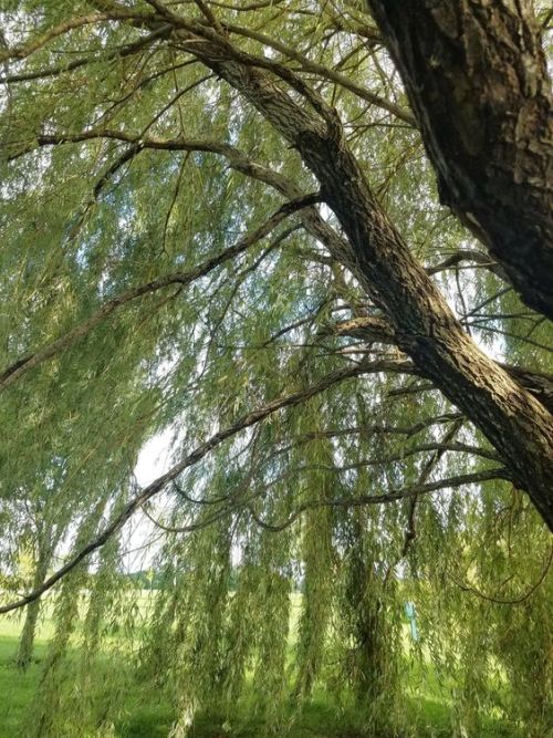 willow tree