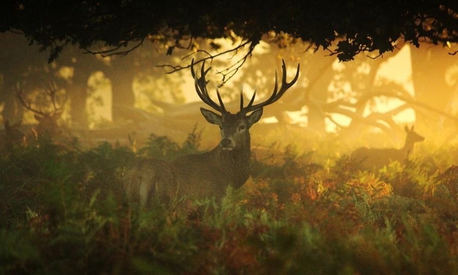 Morning’s hush (Red Deer, Richmond Park, London)