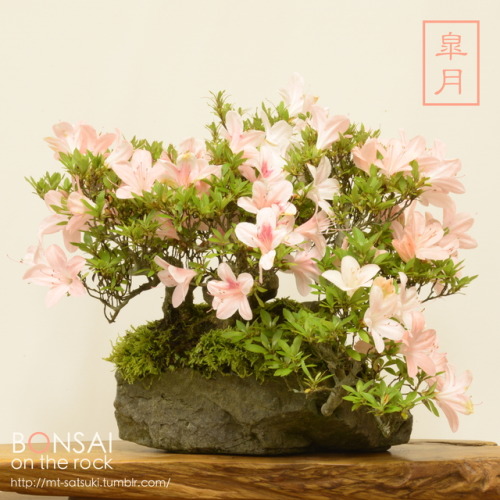 皐月の石付盆栽SATSUKI azalea bonsai on a rock2017.6.9 撮影bonsai on the rock| Creema | BASE | Zazzle.co.jp | 