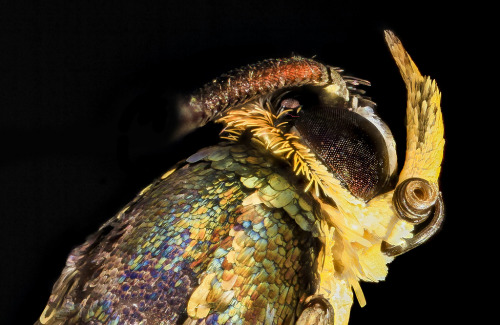 devidsketchbook: REMARKABLE MACRO PHOTOS OF INSECT SAM DROEGE | USGS Bee Inventory and Monitoring Sa