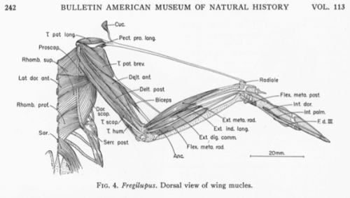 fucktonofanatomyreferences:An appreciative fuck-ton of bird wing anatomy references (from various so