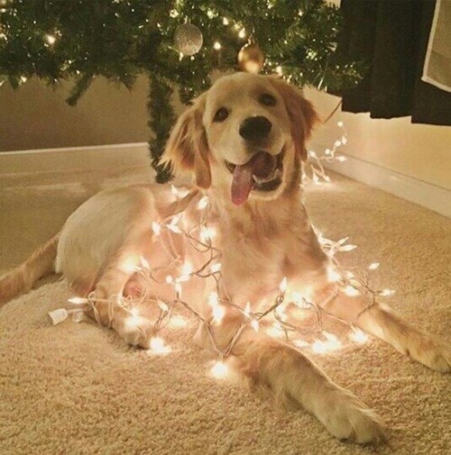 sunbvrnt:  christmas shmood