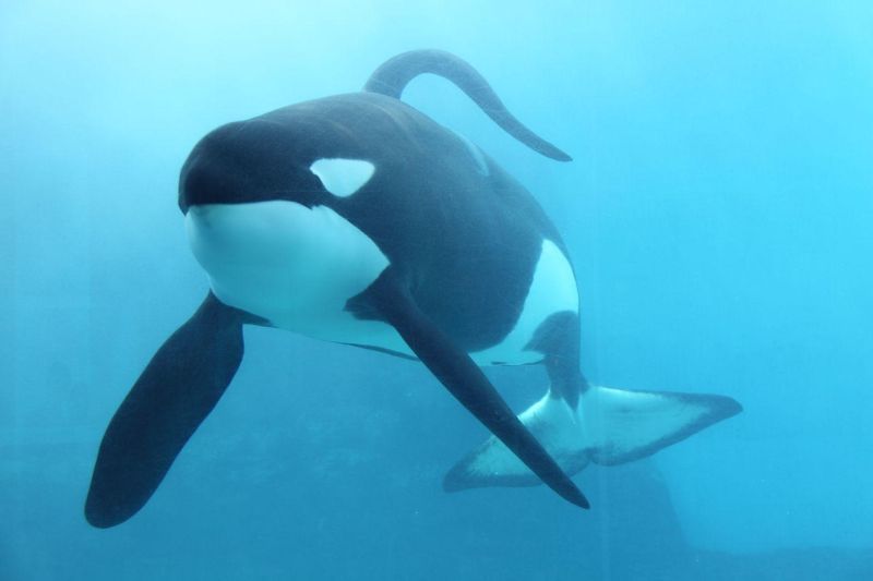 freedomforwhales:  “Another topic she (Naomi Rose, HSUS) thought about including