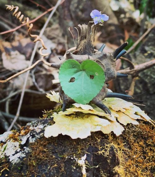 Pretty sure I found a korok in the forest today #korok #foresttreasures #legendofzelda #breathofthew