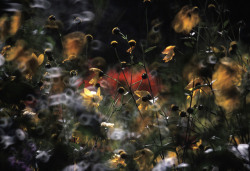 barcarole:  The gardens of Claude Monet at
