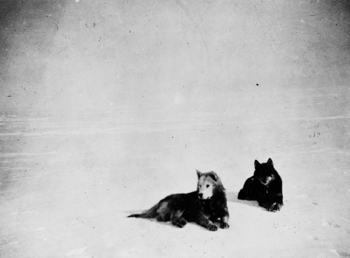 onwardwolf:  Roald Amundsen’s favorite dogs, Fix and Lassesin //  circa 1912 