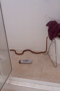 alopias:  there’s a snake in my bathroom and it’s being a lil shit and knocked everything off the windowsill and won’t get down from the showerhead now listen buddy i’m glad you came out of the sink cupboard and used the clothesrack ladder i made
