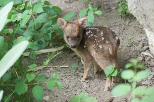 sixpenceee: A tiny male deer fawn weighing just 1 pound and measuring 6 by 6 inches was born on May 