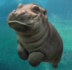 awwww-cute:  Baby hippos ftw (Source: https://ift.tt/2wwvxmz)