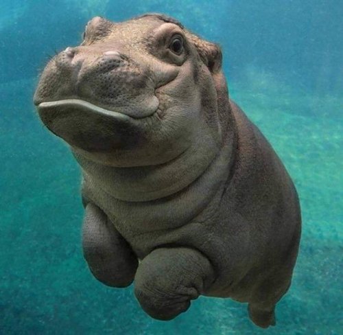 Porn awwww-cute:  Baby hippos ftw (Source: https://ift.tt/2wwvxmz) photos