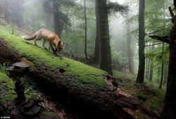 celtic-forest-faerie:  {Mystical Fox} by {Echle Naturfotografie} 