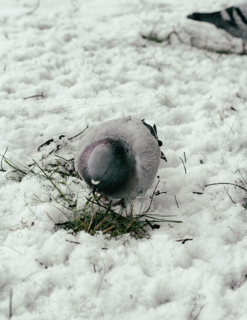 annapolisrose:Some pigeons in the snow.