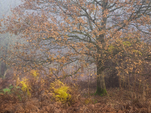 Late November by Damian Ward Wendover, Buckinghamshire. website | twitter | 500px | behance | vsco