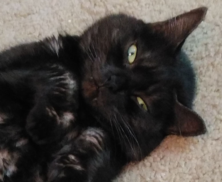noelleian:  whatever-queer:  keichanz:  madd-catter:  vet-and-wild:  avoidingclaws-mostly: