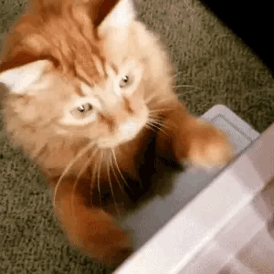 I'm Madly In Love With A CAT???????