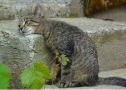 awwcutefuzzyanimals: Thinking about something