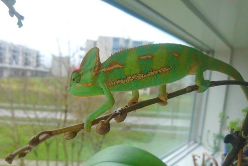 Meet Currently-named-pascal-because-my-mother-and-younger-sister-is-going-crazy-for-those-tangled-fe