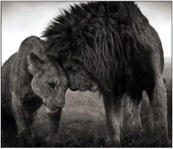 flashofgod:  Nick Brandt Lions Head to Head, Masai Mara, 2008.