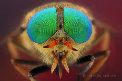 onenicebugperday: Macro photography of horse fly eyes (Tabanidae, Diptera) Photos by Nikola Rahm&eac