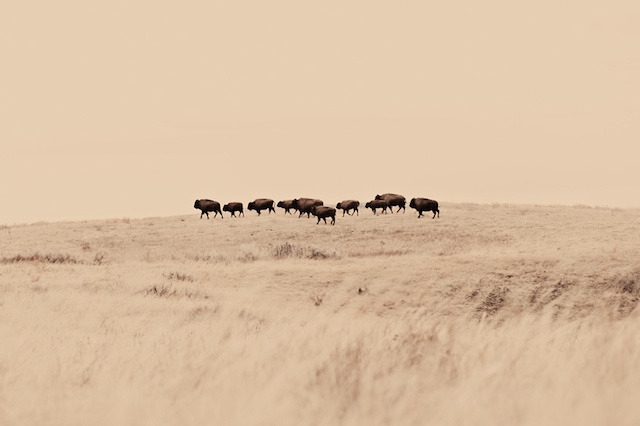 culturenlifestyle:  Impressive Animal Portraits by Troy Moth Photographer Troy