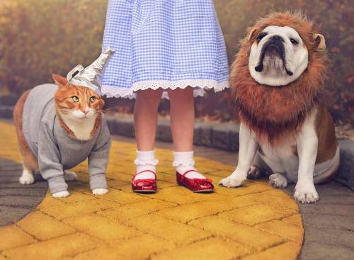 Iggy the cat and Kitty the bulldog as the Tin man, The Cowardly Lion and Dorothy (via Michelle C.)Vo