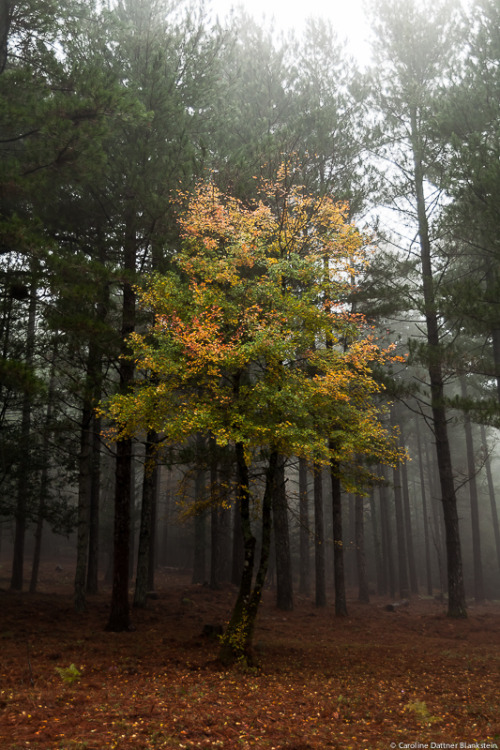 carolinedattnerblankstein: Autumn colors Corsica Aurea Cartalavonu, U Spidali, South Corsica  &