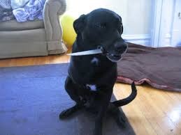 dogsingames:barawerewolff:going-under-the-lavender-sk:Dogs with knives master postok butDangerous Do