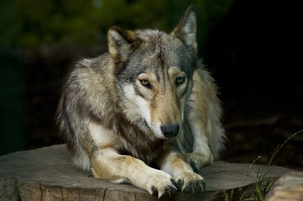 her-wolf:    ✱  by   Nathalie Bär   ✱   