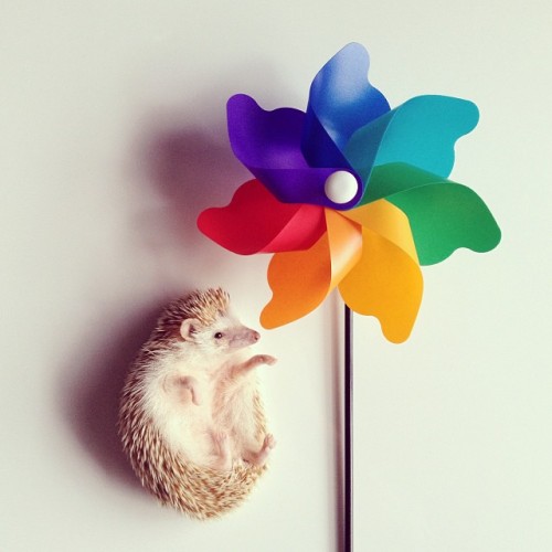 instagram:   The Story of Darcy, the Flying Hedgehog (@darcytheflyinghedgehog) To tune in to Darcy’s daily poses, be sure to follow her @darcytheflyinghedgehog. “I want to make Darcy the most famous hedgehog in the world.” With this in mind